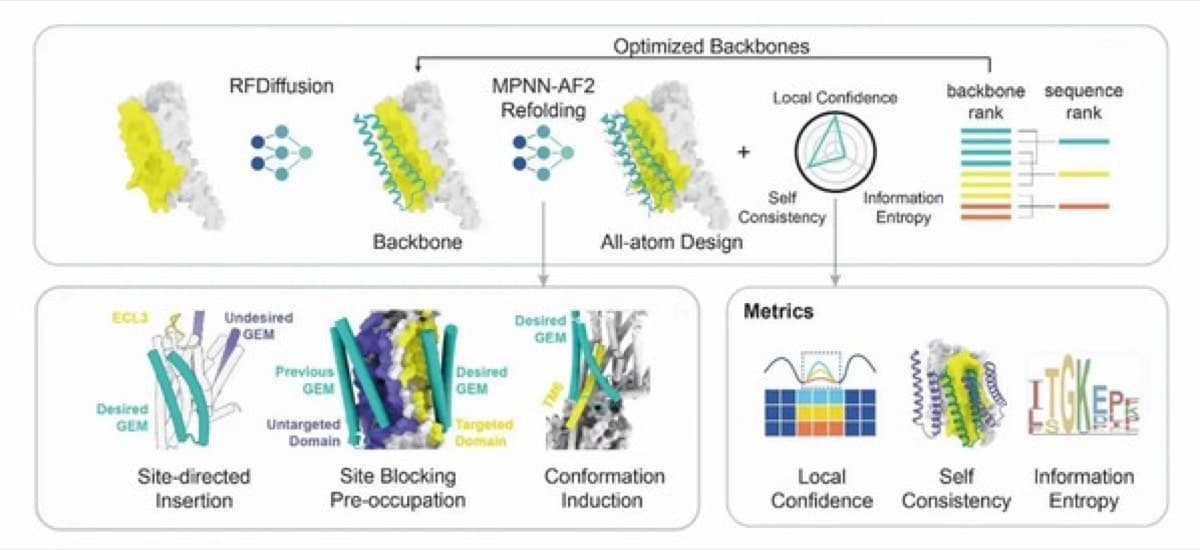 AI-built “exoskeletons” offer a new way to steer GPCR signaling